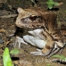 frog_jungle_smoky_la_h_0518_ecu1251.jpg